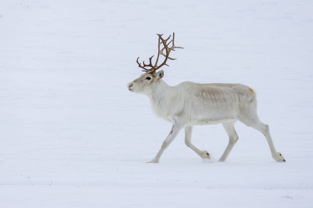 Hvit rein med gevir går over snødekt vidde.