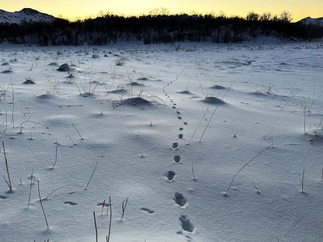 Et rett sporløp av små avtrykk etter rev går bortover et åpent, snødekt landskap i skumringslys.