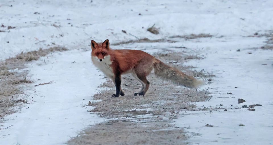Rødrev med mørk rød pels og svarte bein står på en snøsmeltet grusvei og ser tilbake mot kameraet.