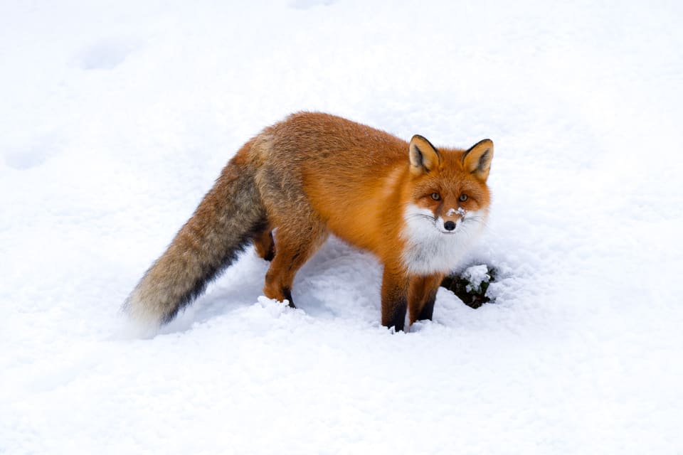 Rødrev i tykk, rød vinterpels står i dyp, hvit snø og ser rett mot kameraet, med snø på snuten og en lang, lys halespiss.