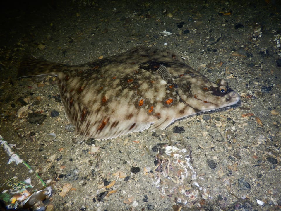 Rødspette ligger på en mørk sandbunn med skjell, med brunflekket og lys marmorert overside og tydelige, lysende oransje prikker.
