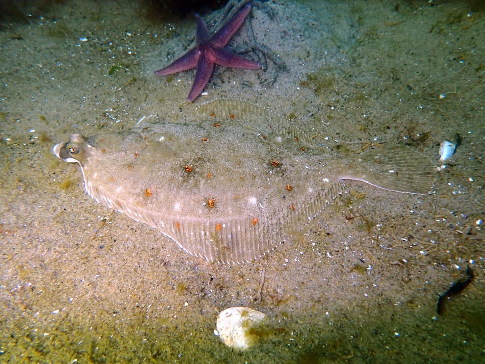 Rødspette ligger på sandbunn i klart, grunt vann med en lilla sjøstjerne over seg, blek med små, rødbrune og oransje prikker.