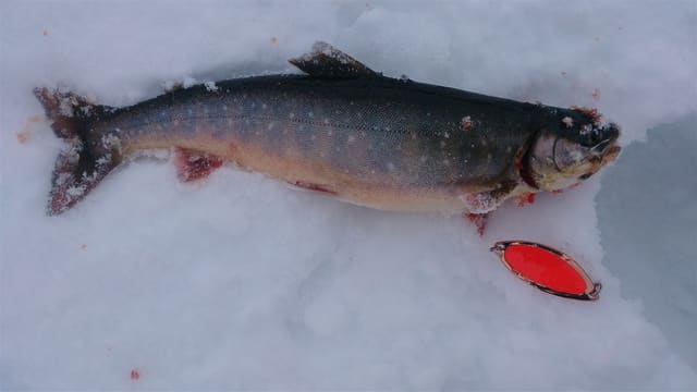 Fanget røye ligger på snø med mørk rygg, lyse flekker, rød bukfinne og hvit kant på finnene.
