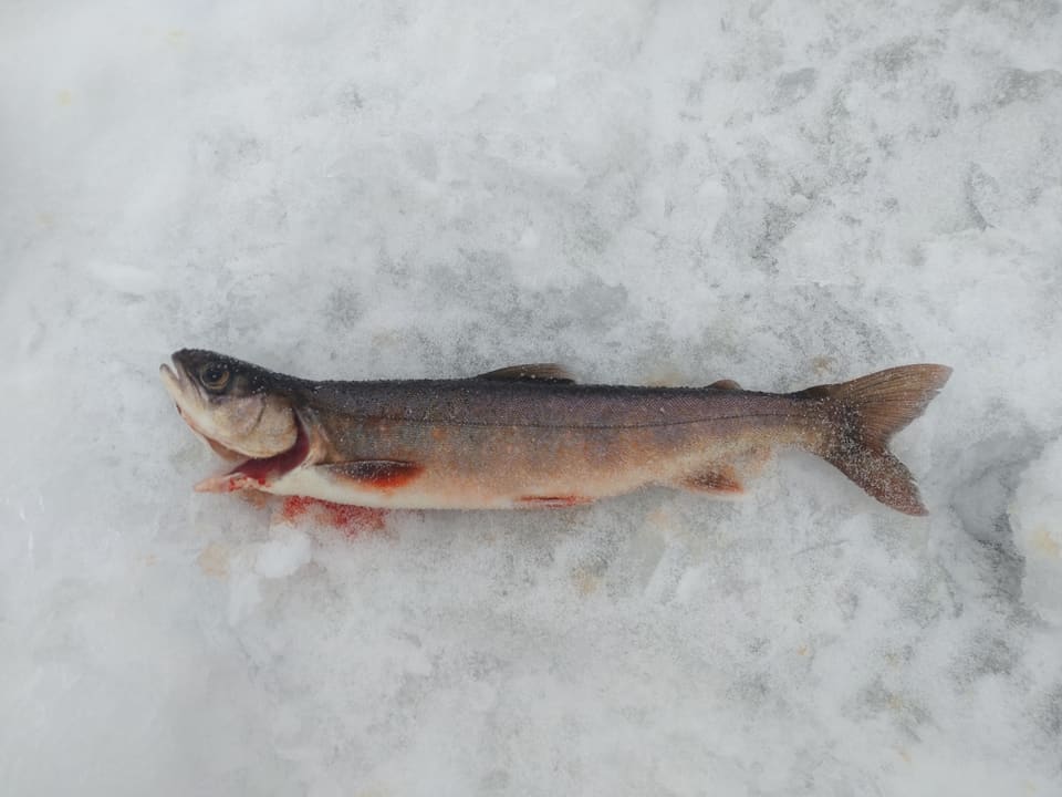 Mørk røye ligger på snø med lys buk og røde bukfinner.