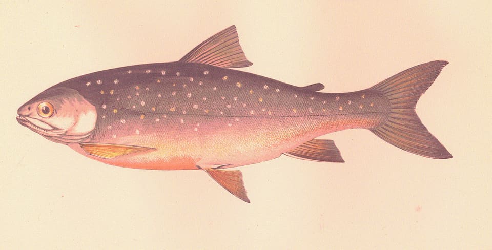 Fargelagt tegning av en røye sett fra siden, med lyse flekker på brun rygg, rosa buk og oransje finner.