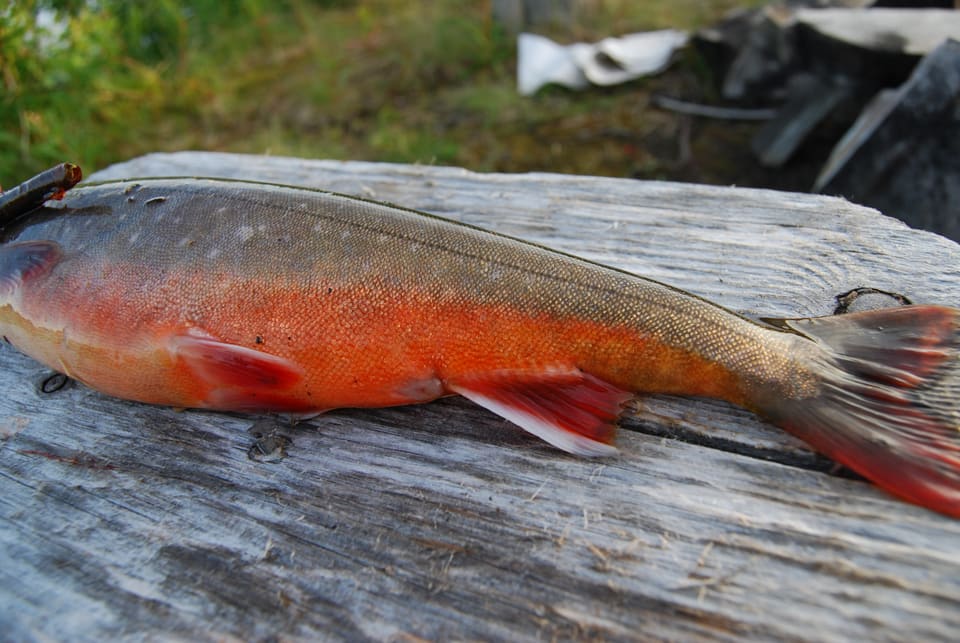 Nærbilde av en fanget røye på et grått bord, med oransjerød buk og røde bukfinner og tydelige lyse flekker.