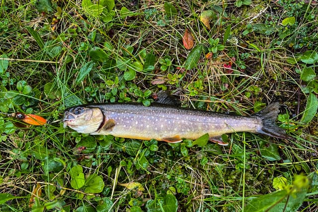 Nyfanget røye ligger på gress og blåbærlyng, med lyse flekker på mørk rygg og hvitkantede, oransje bukfinner.