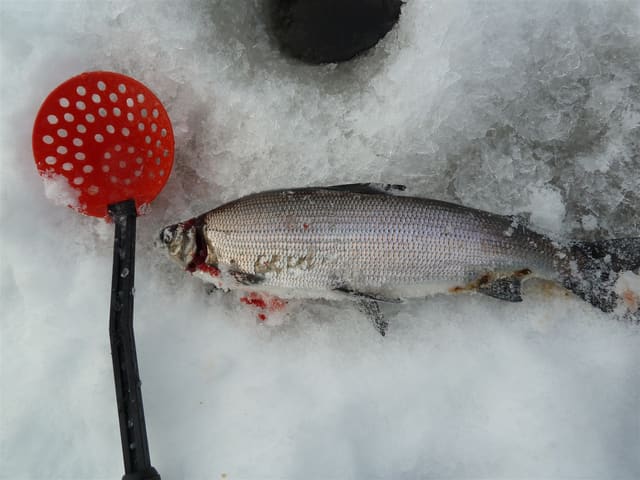 Sik ligger på snø ved siden av en rød isskje, sølvfarget og høyrygget med lysegrå rygg.