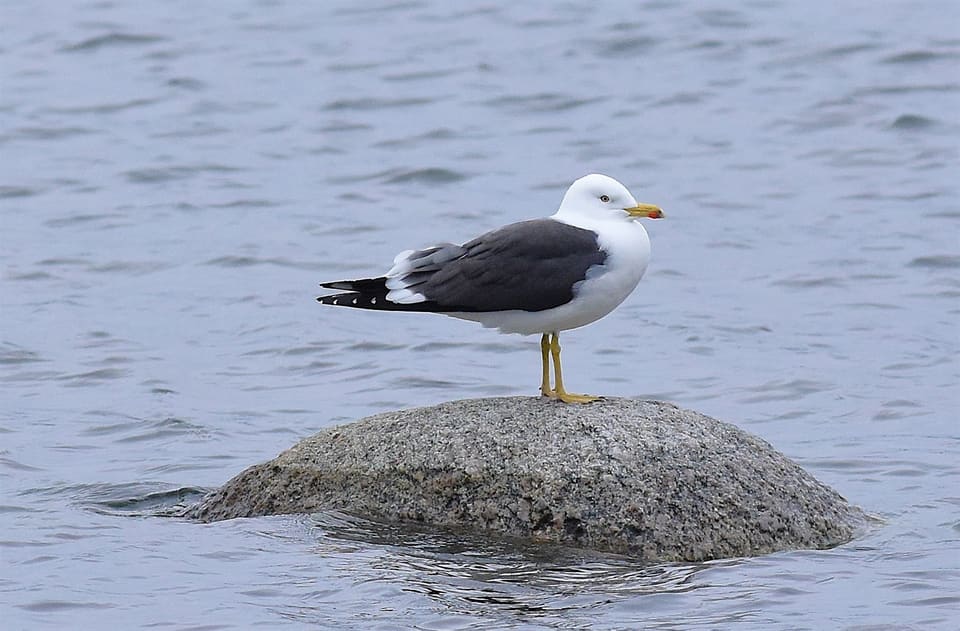 Voksen sildemåke står på en rund stein i grått vann, med hvitt hode, mørkegrå rygg og gule bein.