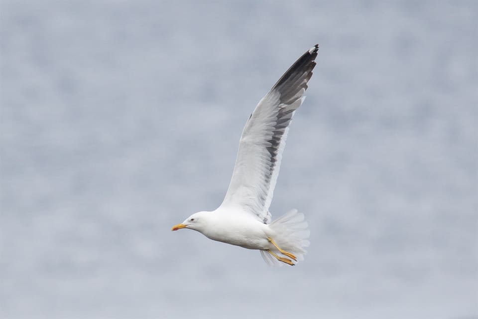 Sildemåke i flukt mot lys grå himmel med vingene løftet, hvit kropp, gule bein og mørke vingespisser.