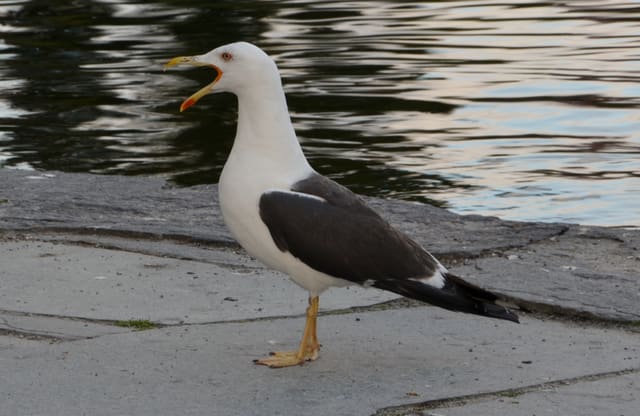 Voksen sildemåke står med åpent nebb ved vannkanten, hvit og mørk skifergrå med gule bein og oransjerødt gap.