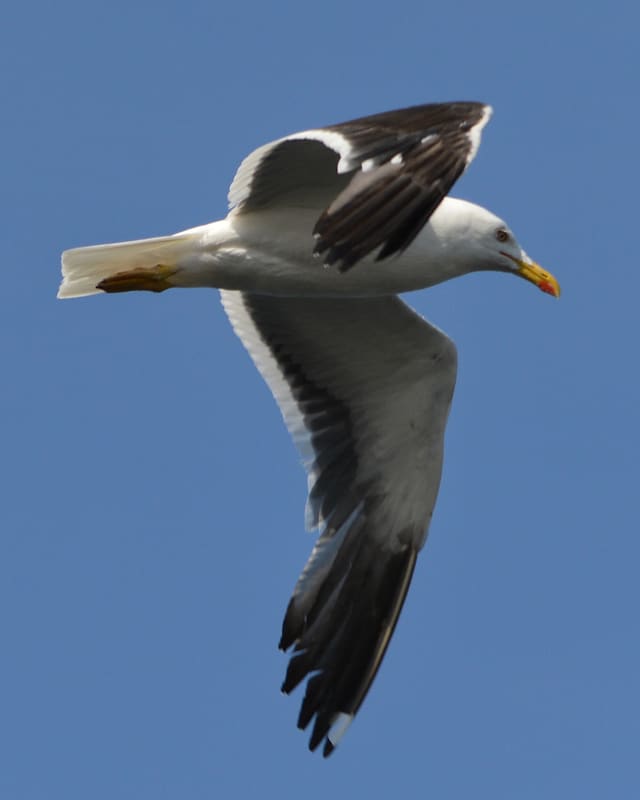 Sildemåke i flukt sett nedenfra mot blå himmel, med hvit kropp og lyse underside på vingene, svarte vingespisser og gule bein.