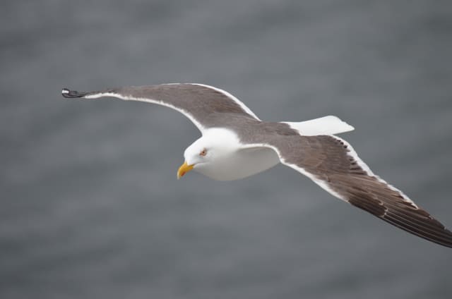 Sildemåke i flukt sett skrått ovenfra over grått vann, med mørkegrå rygg og vinger, hvit hale og hvitt hode med gult nebb.