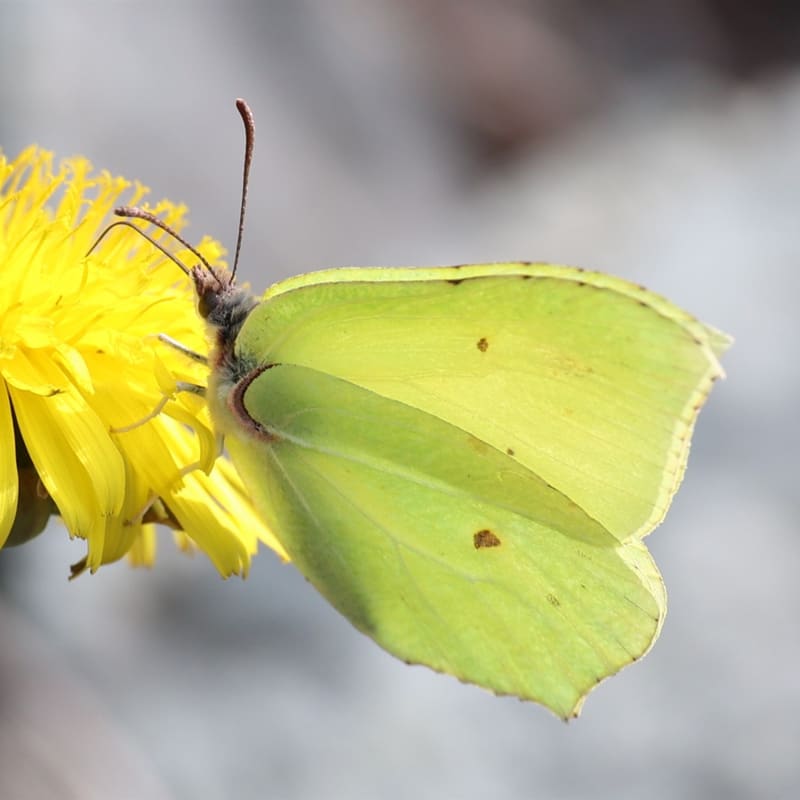 Gul sitronsommerfugl (hann) med sammenfoldede vinger på en løvetannblomst. Vingene er sitrongule med blad-lignende form og en liten oransje flekk midt på hver vinge.