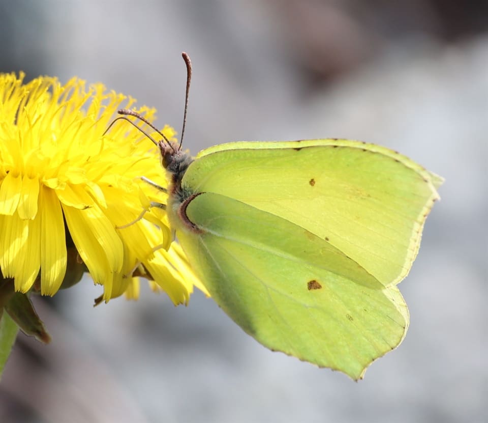 Gul sitronsommerfugl (hann) med sammenfoldede vinger på en løvetannblomst. Vingene er sitrongule med blad-lignende form og en liten oransje flekk midt på hver vinge.