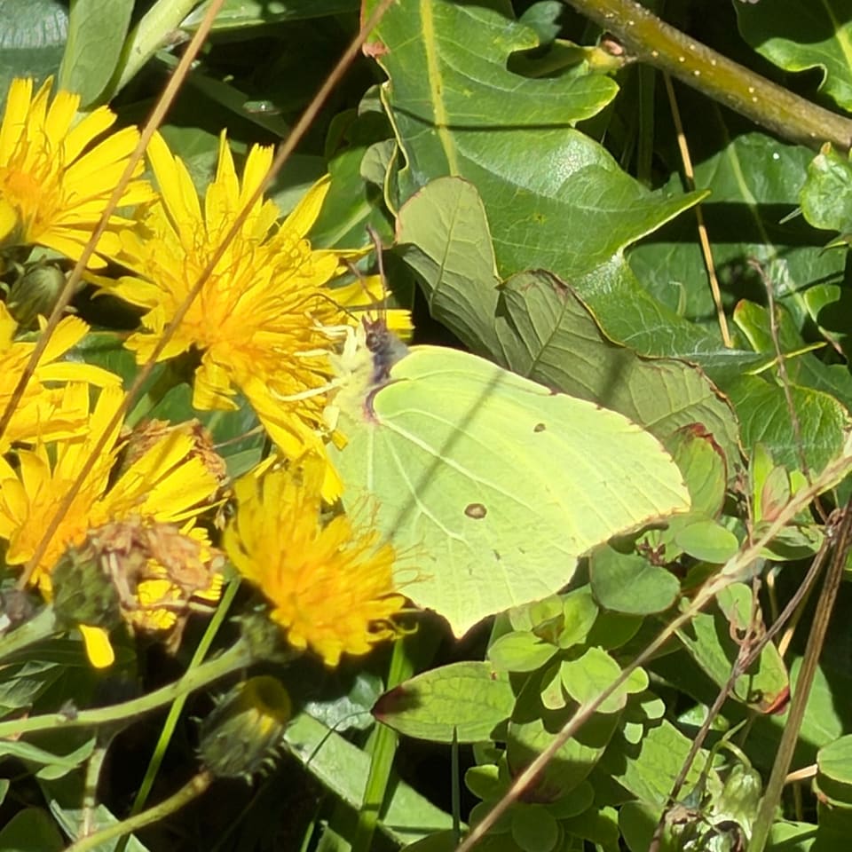 Sitronsommerfugl med lukkede vinger blant gule løvetannblomster og grønne blader.