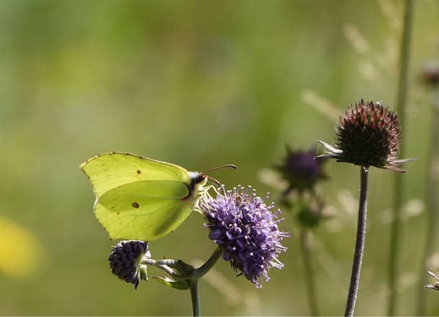 Sitrongul sitronsommerfugl (hann) med lukkede vinger på en blå-fiolett blomst mot grønn bakgrunn.