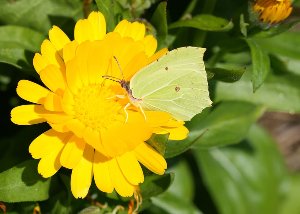 Blekgrønn sitronsommerfugl (hunn) suger nektar fra en oransje ringblomst.