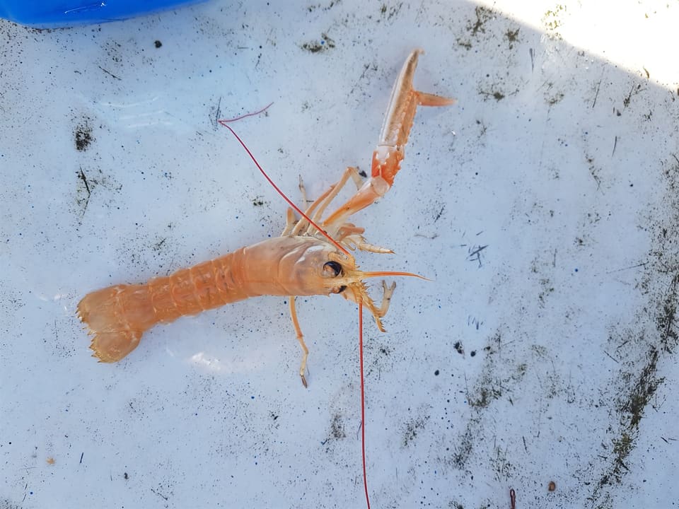 Sjøkreps sett ovenfra på en lys flate, med lange følehorn, korte klør og oransje, ringete bakkropp.