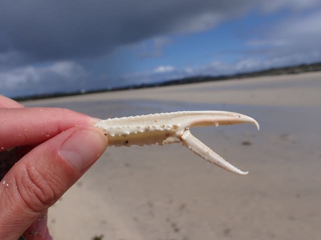 Den lange, slanke klørne til en sjøkreps holdes opp mot en strand, hvit og oransje med små torner.