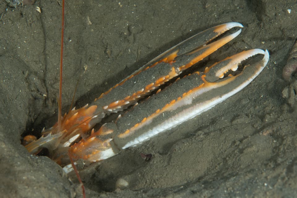 Sjøkreps i hullet sitt i en mudret sjøbunn, med to lange, slanke klør med oransje pigger og hvite spisser og lange følehorn.