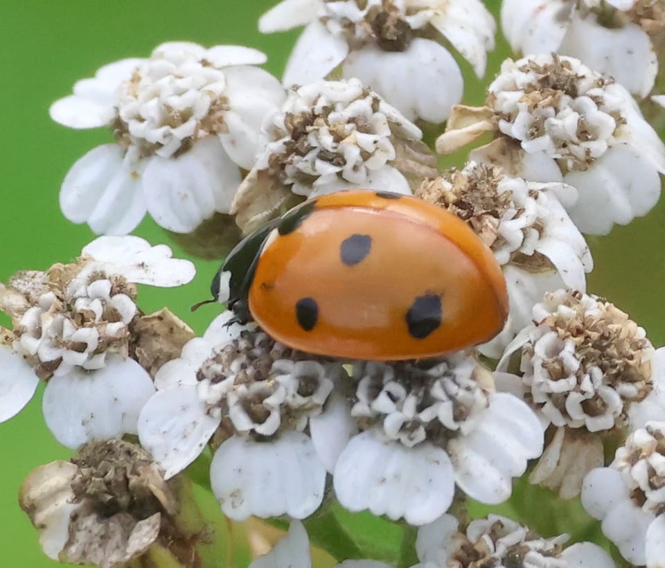 Nærbilde av en sjuprikket marihøne på hvite ryllikblomster.