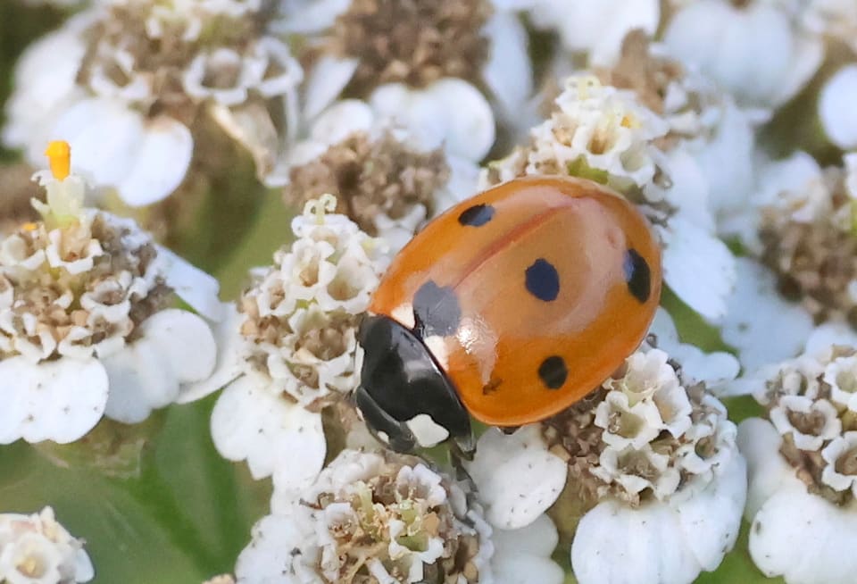 Sjuprikket marihøne på hvite ryllikblomster, sett skrått ovenfra.