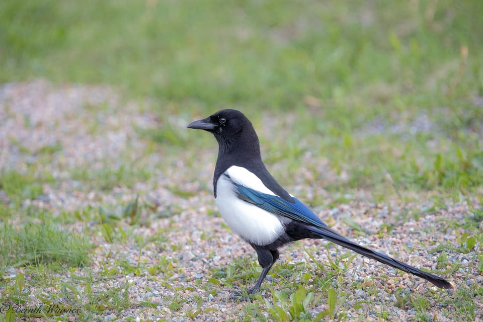 Skjære går på grus og gress, med svart hode, hvit buk og skulder og lang halen bakover.