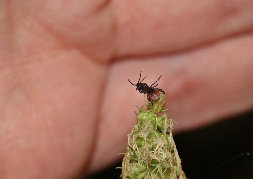 Liten skogflått på toppen av en grønn planteaks har løftet forbeina, med en uskarp hånd bak.