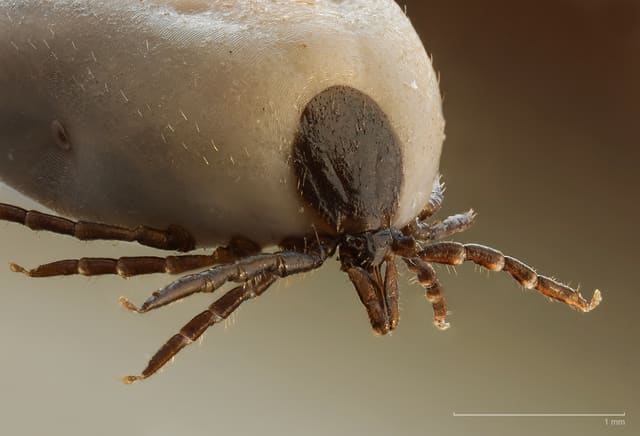 Nærbilde forfra av hodet på en blodfylt skogflått: mørkt skjold, lange mundeler og lyse bein, med skalalinje på 1 mm.