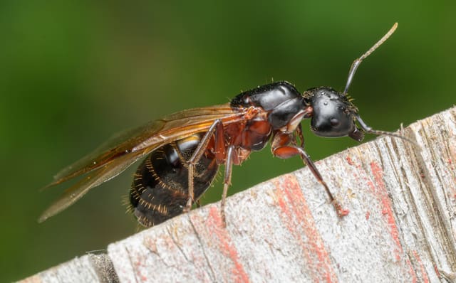 Vinget skogstokkmaur-hunn på en gammel plankekant, med svart hode, rødbrun mellomkropp og lange gjennomsiktige vinger.