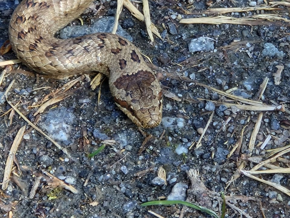 To slettsnoker ligger sammenkveilet i løv og gress, med rader av brune flekker og en tydelig mørk flekk på hodet.