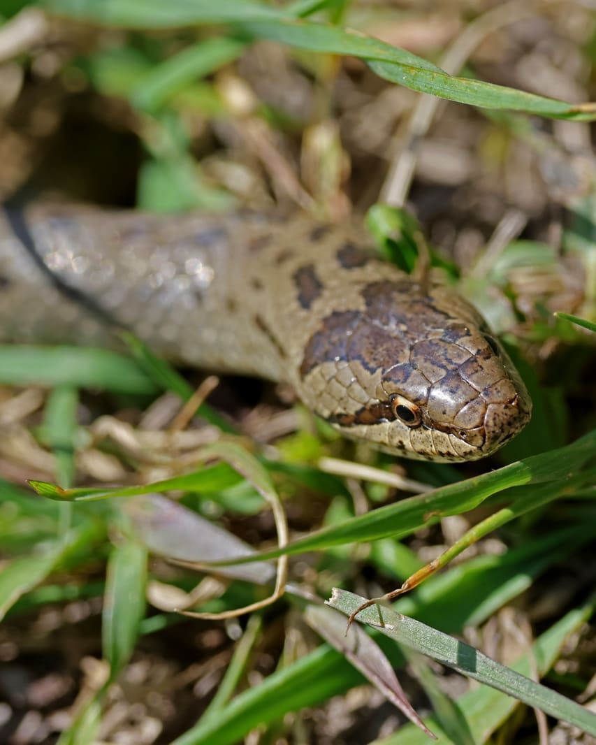 Slettsnok i gress sett ovenfra: glatt grå-brun hud, mørk hodeflekk som en hestesko, en mørk stripe fra nesen gjennom øyet og rader av små mørke flekker langs ryggen.