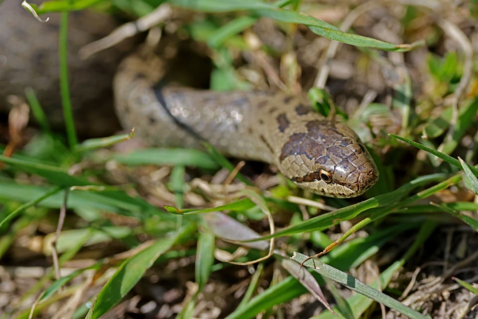 Slettsnok i gress sett ovenfra: glatt grå-brun hud, mørk hodeflekk som en hestesko, en mørk stripe fra nesen gjennom øyet og rader av små mørke flekker langs ryggen.