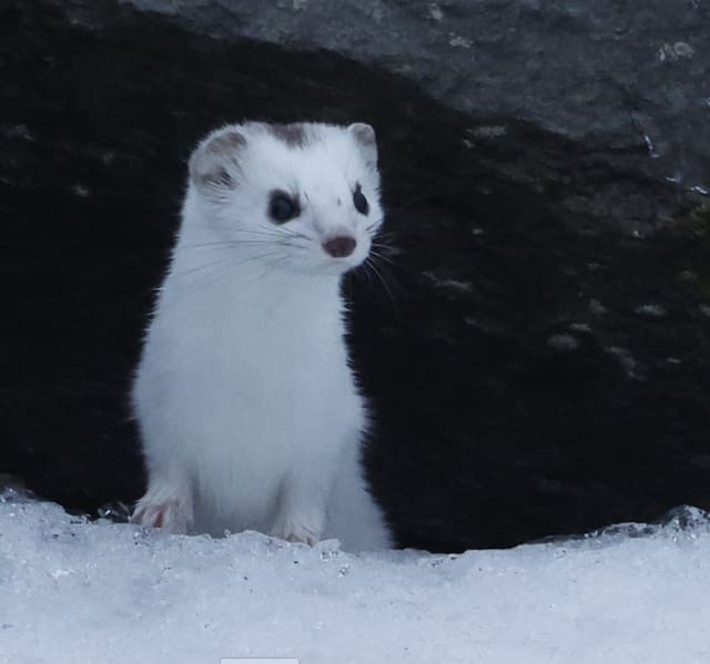 Hvit snømus i vinterdrakt står oppreist i åpningen av en steinhule med snø foran, med små, runde ører med brune flekker, store, mørke øyne og lys nese.