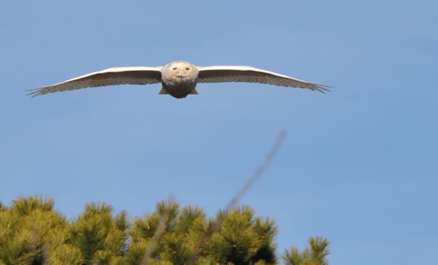 En lys snøugle flyr rett mot kameraet over furutopper mot blå himmel, med vingene helt utbredt.