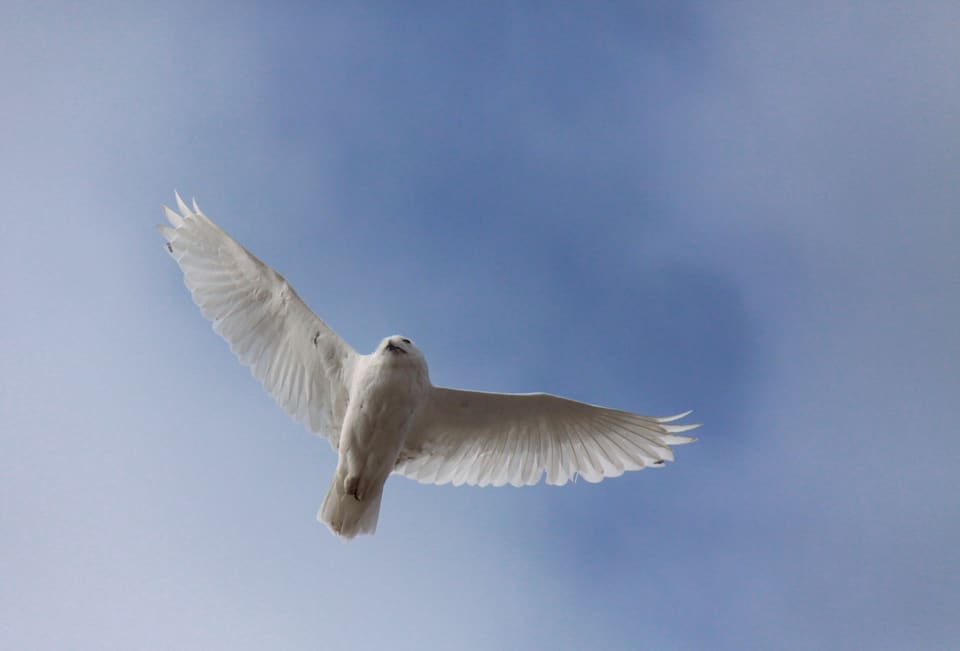 En hvit snøugle sett nedenfra flyr med vingene utbredt mot en blå himmel.