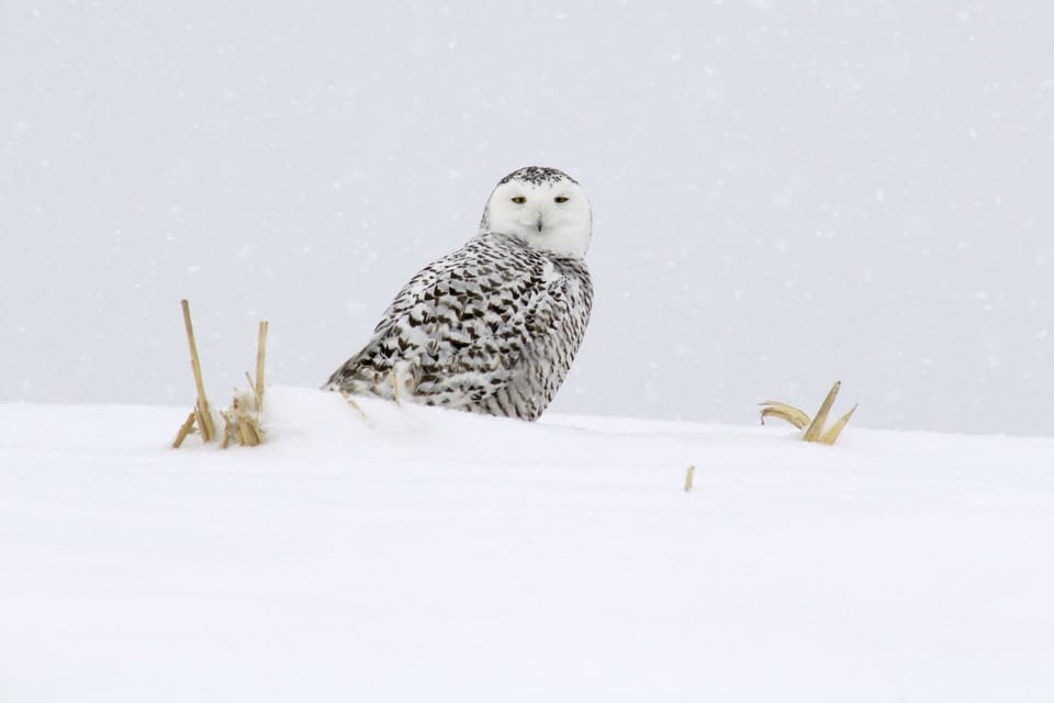 En snøugle med tette, mørke tverrstriper sitter på en snødekt mark og ser mot kameraet. Den er liten i bildet, og bakgrunnen er hvit.