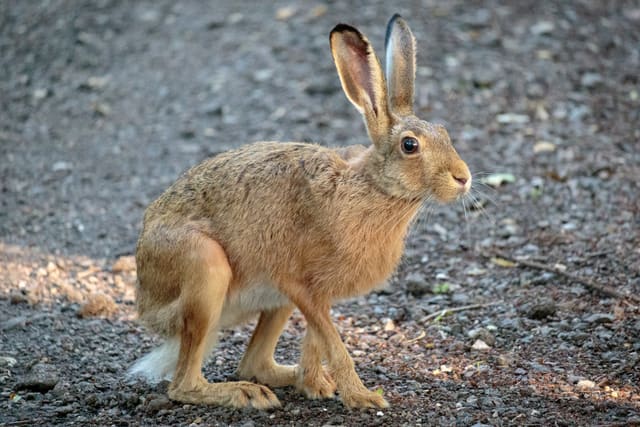 Sørhare står på grus og ser mot høyre, med svært lange ører med svarte spisser, hvit buk og brunt, trådfint pelsverk.