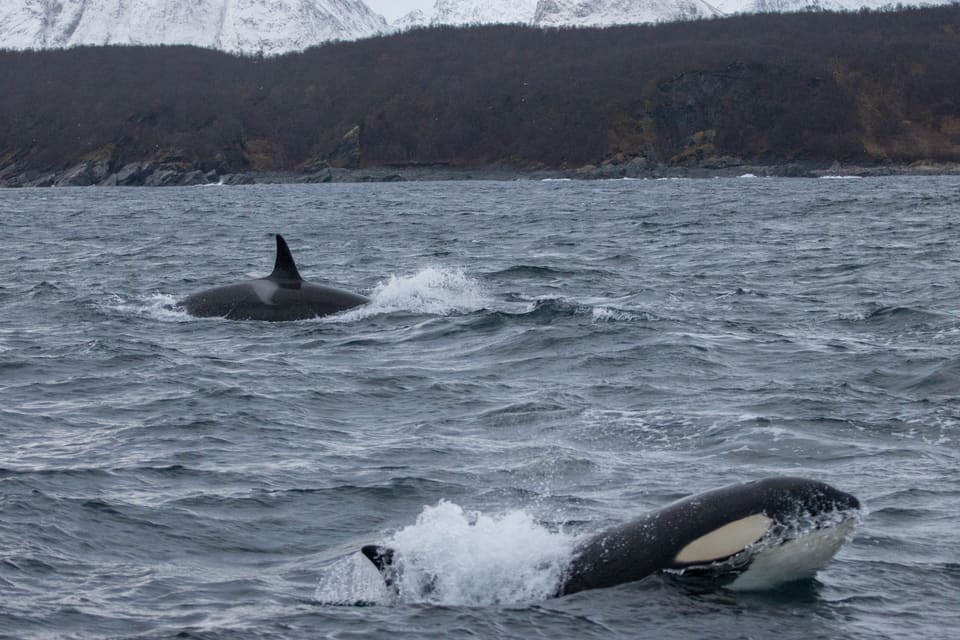 To spekkhoggere bryter vannet nær land. Den ene viser ryggfinne og rygg, den andre løfter bryst og øyeflekk opp av sprutende bølger.