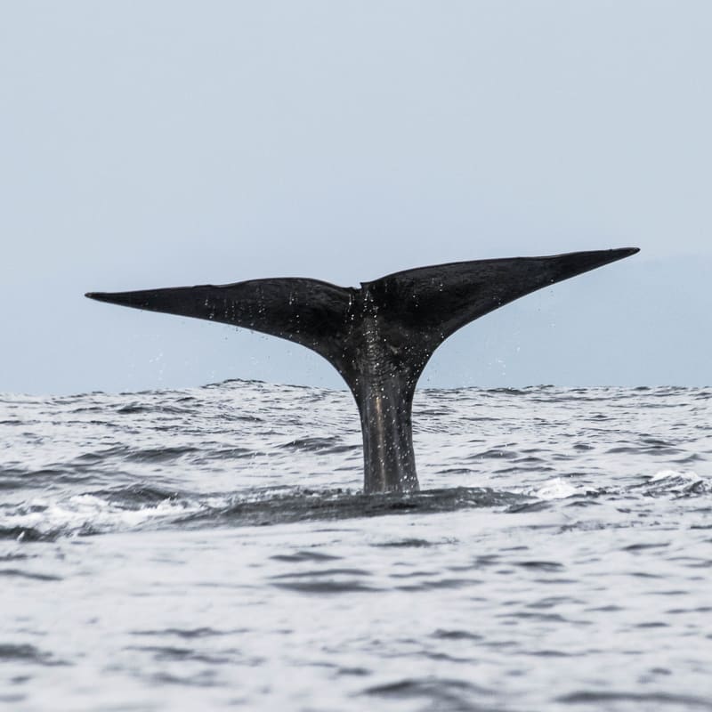 Halefinnen til en spermhval stikker opp av det grå havet utenfor Andenes, bred og trekantet med rett bakkant.
