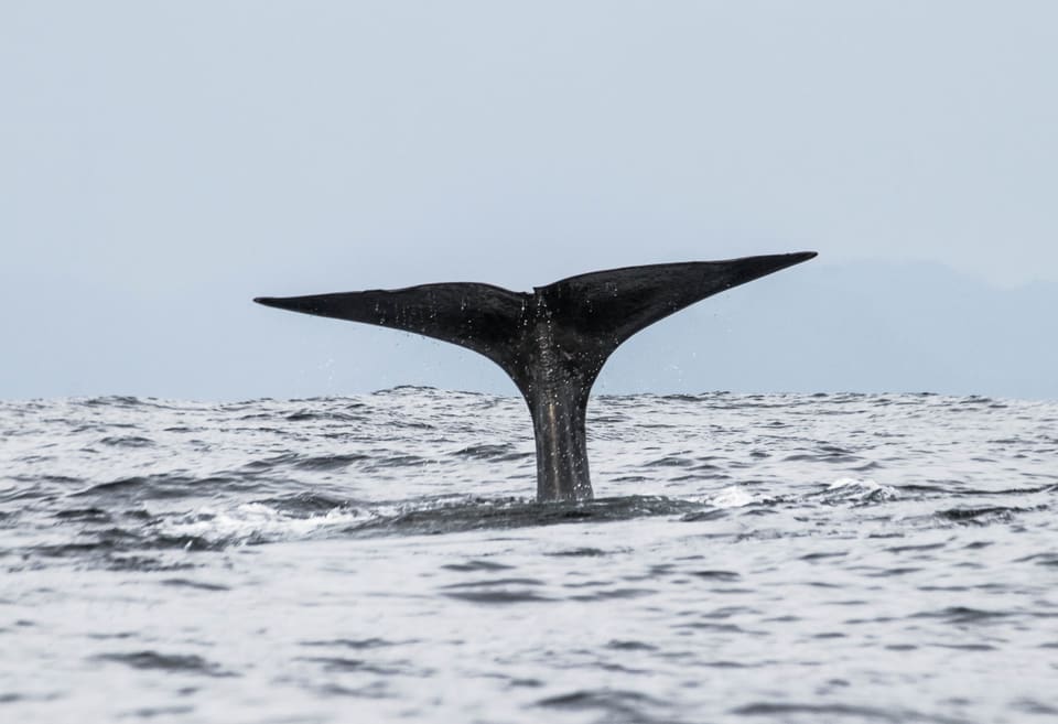Halefinnen til en spermhval stikker opp av det grå havet utenfor Andenes, bred og trekantet med rett bakkant.