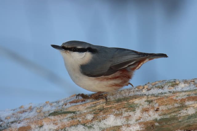 Spettmeis sitter på en snødekt trestokk i profil, med blågrå overside, kraftig svart øyestripe, hvit buk og kastanjebrune flanker under halen.
