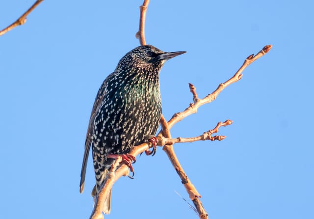 Stær med mørk, flekkete fjærdrakt med grønn og lilla glans sitter på en kvist mot blå himmel, med kort, mørkt nebb.