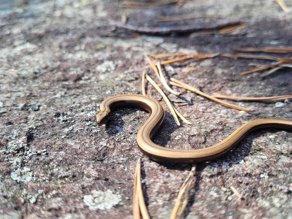 Smal, gullbrun stålorm med mørke sider og en tynn mørk stripe langs ryggen kryper over en grå stein med furunåler.