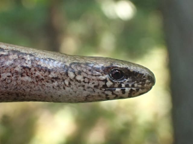 Nærbilde av hodet til en stålorm i profil, med flekkete grå skjell, mørkt rundt øye og glatt nese.