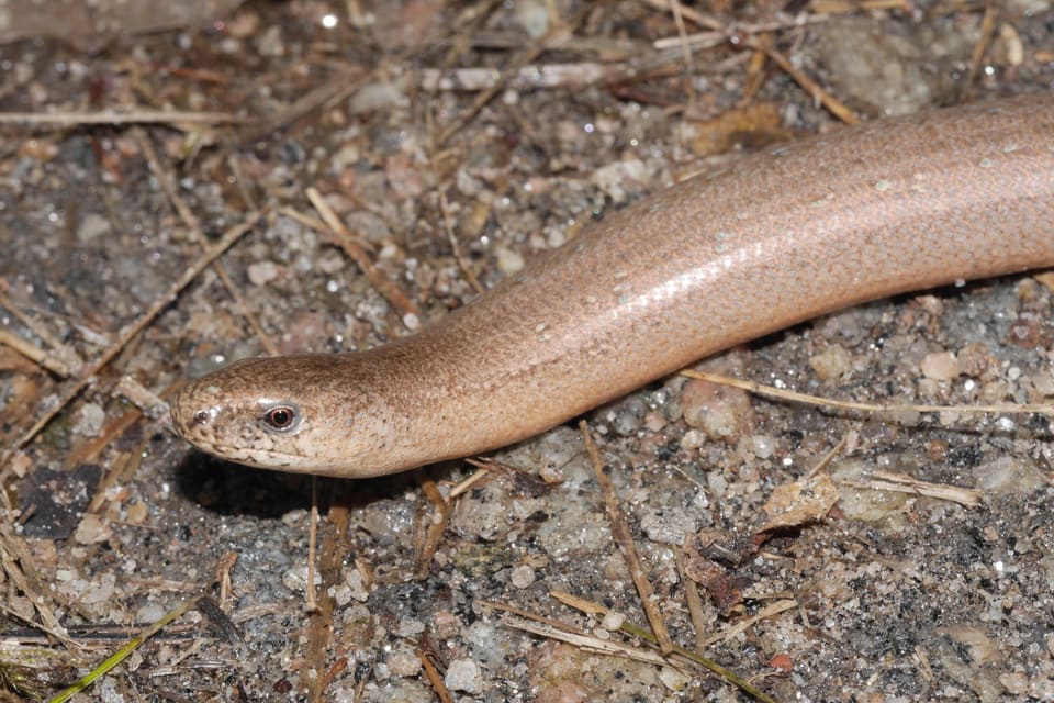 Stålorm med glatt, kobberbrun hud og et lite, rundt øye ligger på grus og barnåler, sett fra siden og litt ovenfra.