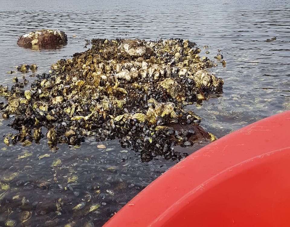 Tett østersrev blandet med blåskjell stikker opp av grunt vann i fjæra.