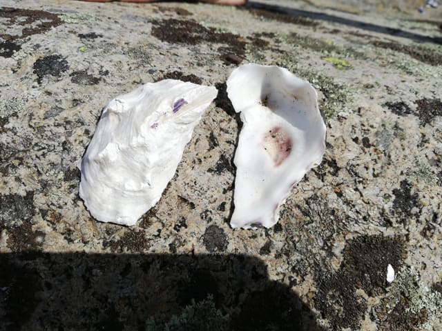 To tomme skallhalvdeler av en østers ligger på en lav stein i sol: en hvelvet og en flatere, begge med dyp, bølget kant.