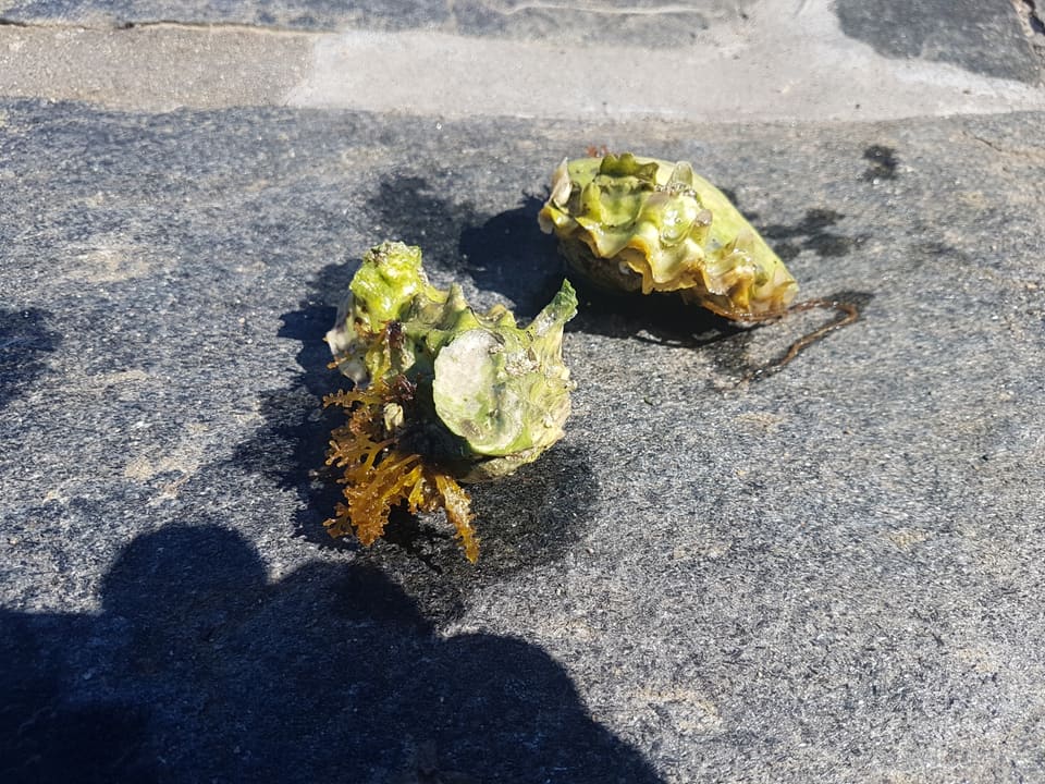 To grønnlige stillehavsøsters med bølgete, uregelmessige skall ligger på en grå stein i fjæra, lyst opp av sola.
